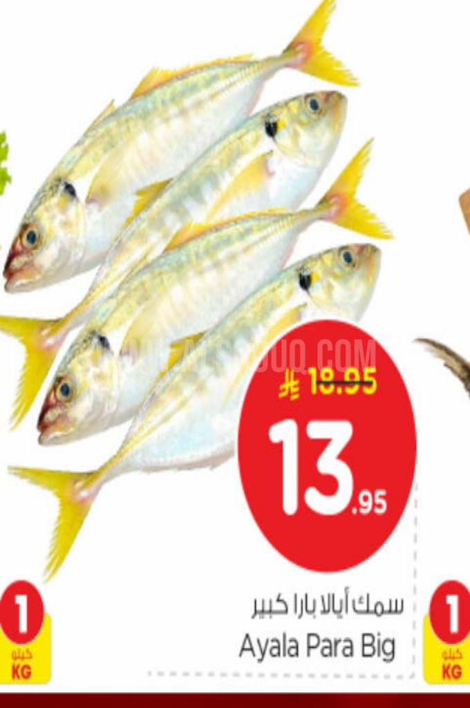 عروض الأسماك