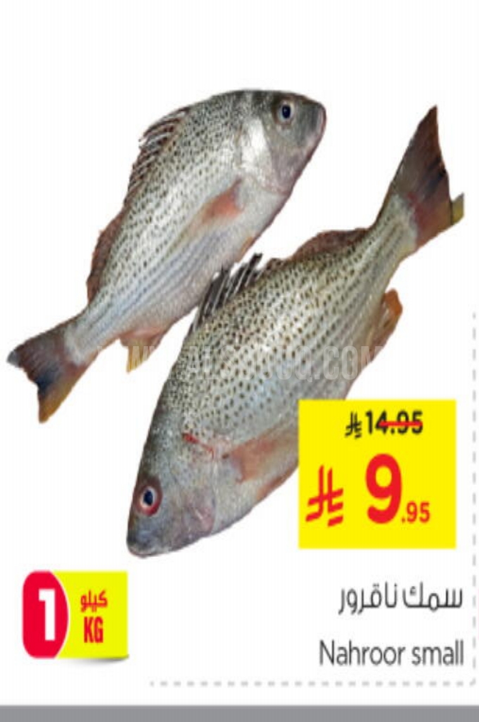 عروض الأسماك 