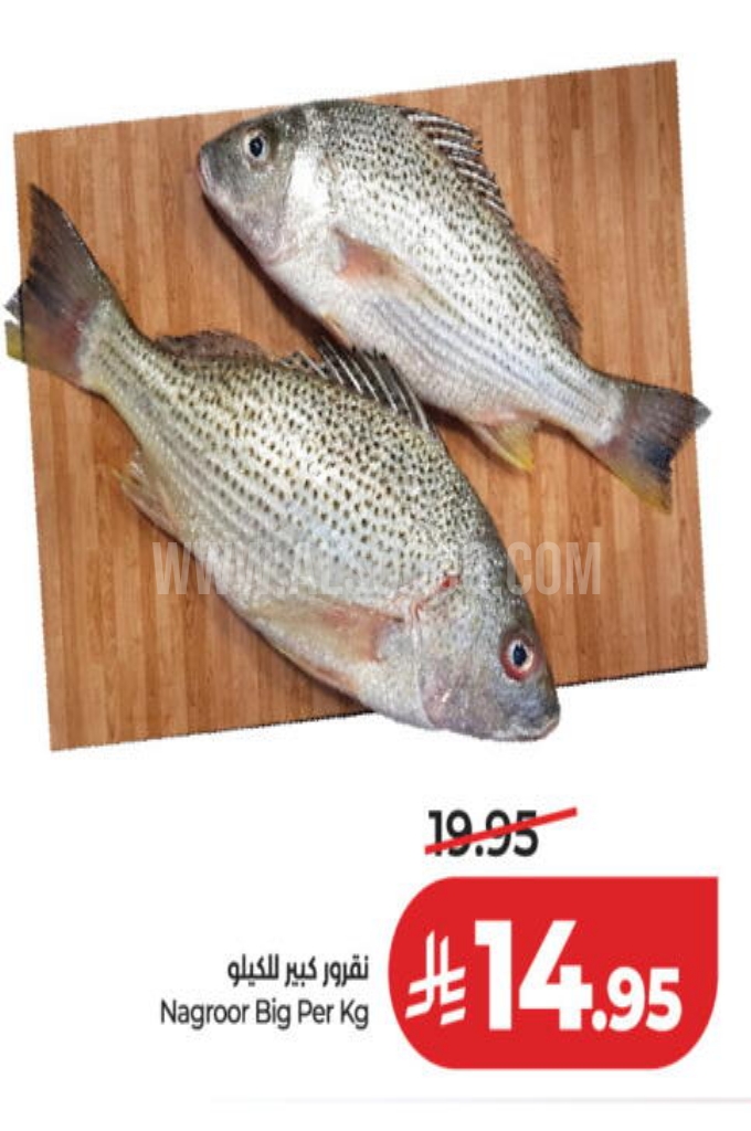 عروض الأسماك